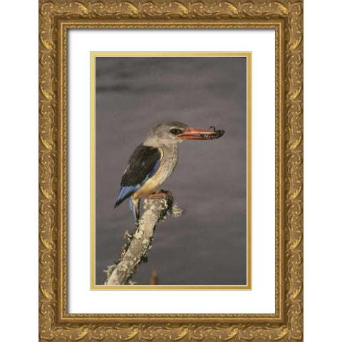 Kenya Grey-hooded kingfisher on limb Gold Ornate Wood Framed Art Print with Double Matting by Williams, Joanne