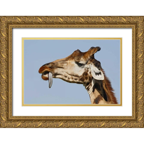 Kenya, Nakuru NP Rothschilds giraffe Gold Ornate Wood Framed Art Print with Double Matting by Morris, Arthur