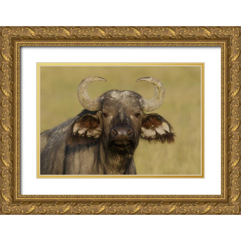 Kenya, Nakuru NP Cape buffalo grazing Gold Ornate Wood Framed Art Print with Double Matting by Morris, Arthur