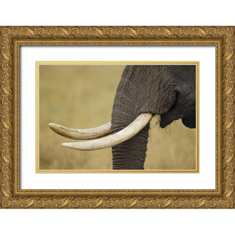 Kenya, Masai Mara, African elephant tusks Gold Ornate Wood Framed Art Print with Double Matting by Morris, Arthur