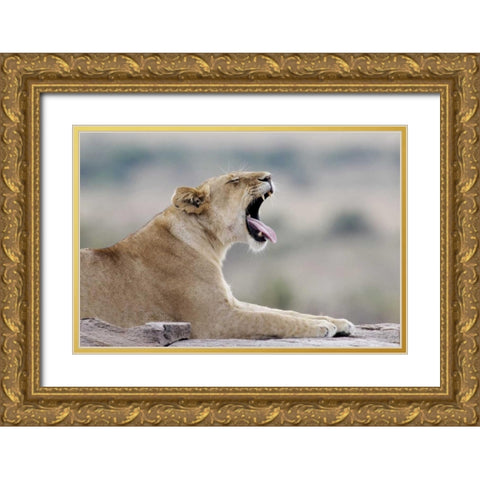 Kenya, Masai Mara African lioness yawns on rock Gold Ornate Wood Framed Art Print with Double Matting by Morris, Arthur