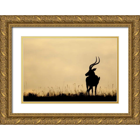 Kenya, Nakuru NP Male impala with oxpecker Gold Ornate Wood Framed Art Print with Double Matting by Morris, Arthur