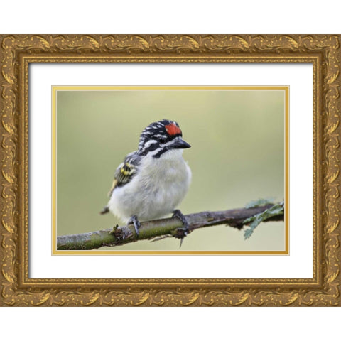 Kenya, Masai Mara Red-fronted tinkerbird on limb Gold Ornate Wood Framed Art Print with Double Matting by Morris, Arthur