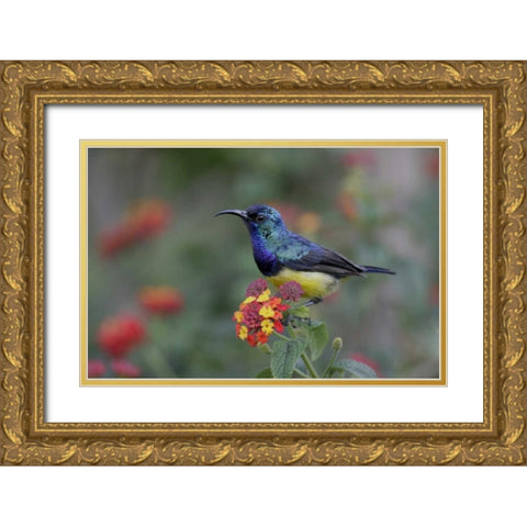 Kenya, Lake Naivasha Variable sunbird on flowers Gold Ornate Wood Framed Art Print with Double Matting by Morris, Arthur