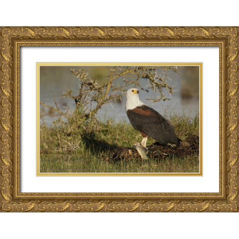 Kenya, Lake Naivasha African fish eagle eating Gold Ornate Wood Framed Art Print with Double Matting by Morris, Arthur