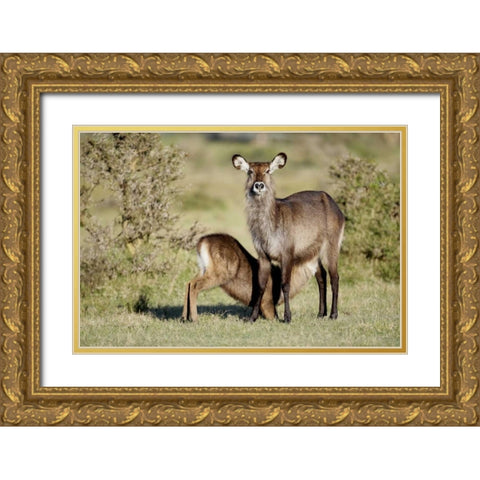 Kenya, Lake Naivasha Defassa waterbuck and young Gold Ornate Wood Framed Art Print with Double Matting by Morris, Arthur