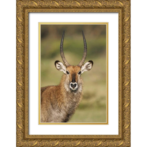 Kenya, Lake Naivasha Male Defassa waterbuck Gold Ornate Wood Framed Art Print with Double Matting by Morris, Arthur
