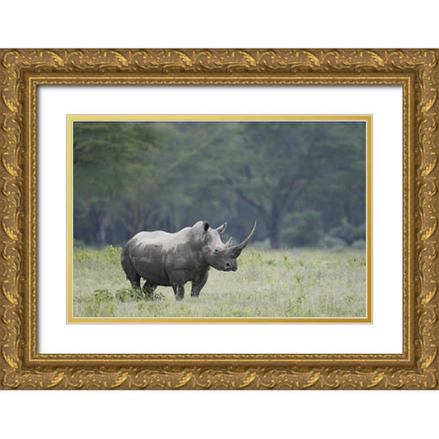Kenya, Nakuru NP White rhinoceros grazing Gold Ornate Wood Framed Art Print with Double Matting by Morris, Arthur