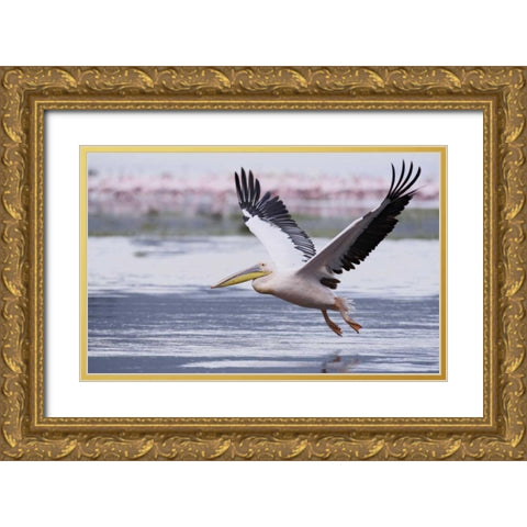 Kenya, Nakuru NP Great white pelican takes off Gold Ornate Wood Framed Art Print with Double Matting by Morris, Arthur
