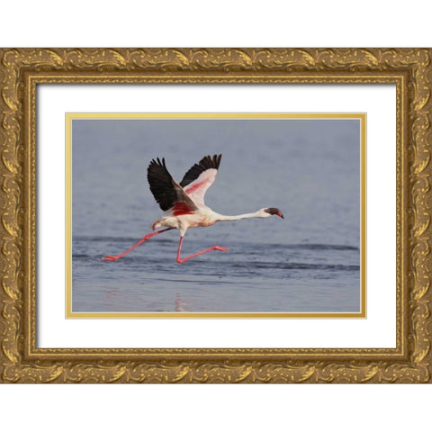 Kenya, Nakuru NP Lesser flamingo running Gold Ornate Wood Framed Art Print with Double Matting by Morris, Arthur