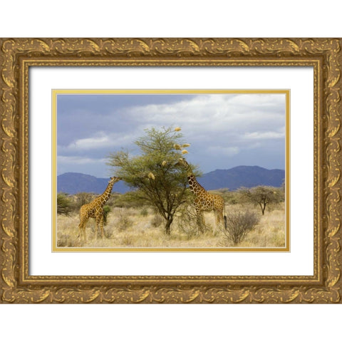 Kenya Two giraffes munch on tree leaves Gold Ornate Wood Framed Art Print with Double Matting by Williams, Joanne