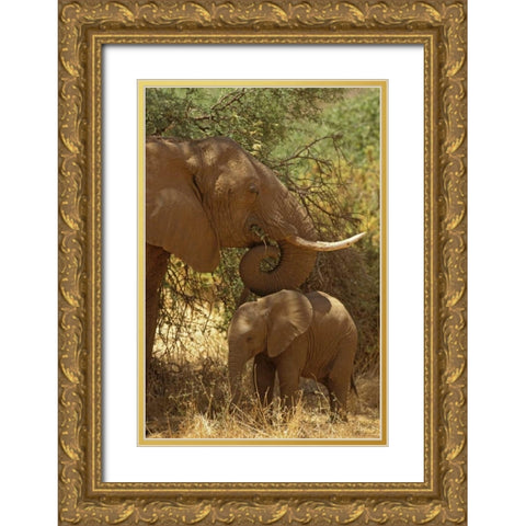 Kenya, Samburu NP African Elephant with her baby Gold Ornate Wood Framed Art Print with Double Matting by Grall, Don