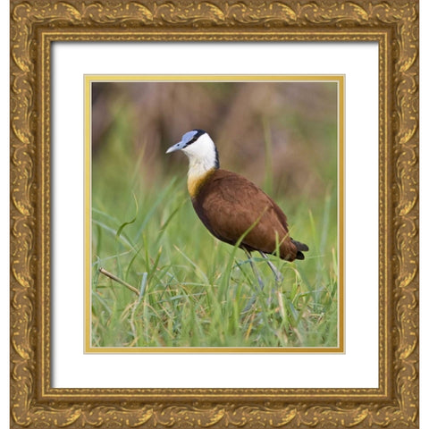 Kenya Close-up of jacana bird in grass Gold Ornate Wood Framed Art Print with Double Matting by Williams, Joanne
