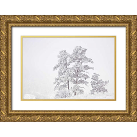 CO, Ute Pass Hoarfrost coats vegetation Gold Ornate Wood Framed Art Print with Double Matting by Grall, Don