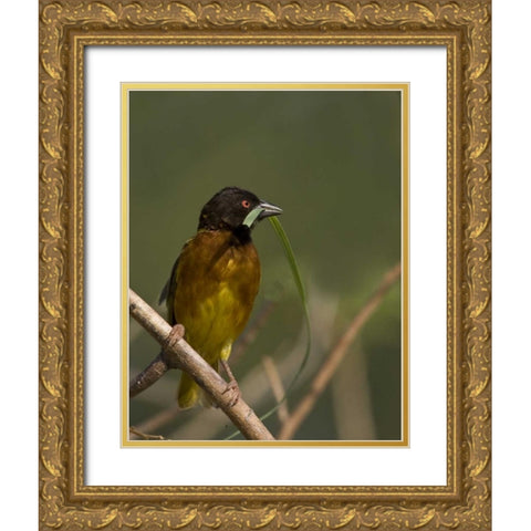 Kenya Brown-capped weaver bird and nest material Gold Ornate Wood Framed Art Print with Double Matting by Williams, Joanne