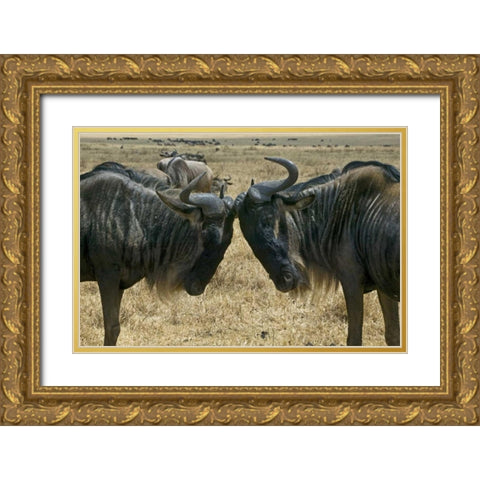 Kenya Two wildebeest begin confrontation Gold Ornate Wood Framed Art Print with Double Matting by Williams, Joanne