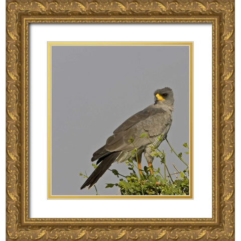Kenya Close-up of Chanting Goshawk on bush Gold Ornate Wood Framed Art Print with Double Matting by Williams, Joanne
