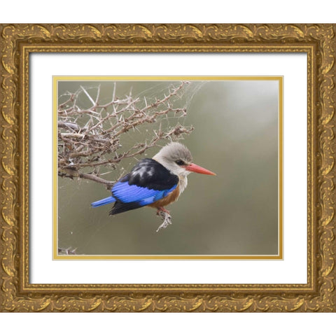 Kenya Gray-headed kingfisher perched on limb Gold Ornate Wood Framed Art Print with Double Matting by Williams, Joanne