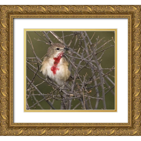 Kenya Rosy-patched bushshrike bird on tree limbs Gold Ornate Wood Framed Art Print with Double Matting by Williams, Joanne