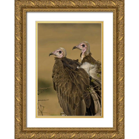 Kenya Profile of two lappet-faced vultures Gold Ornate Wood Framed Art Print with Double Matting by Williams, Joanne