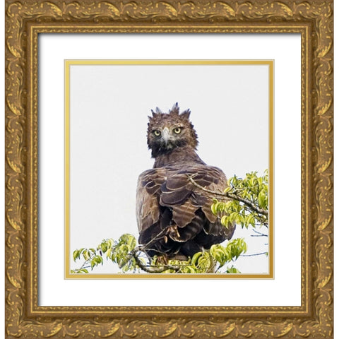 Kenya Martial eagle perched on tree limb Gold Ornate Wood Framed Art Print with Double Matting by Williams, Joanne