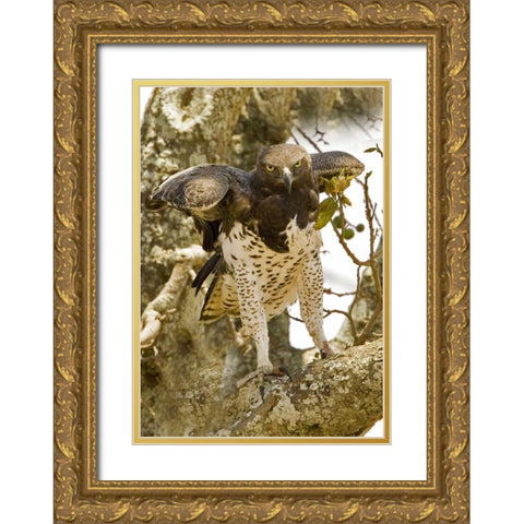 Kenya Martial eagle standing on tree limb Gold Ornate Wood Framed Art Print with Double Matting by Williams, Joanne