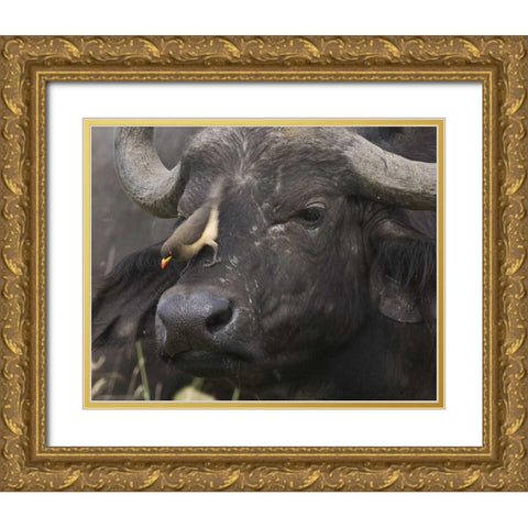 Kenya Oxpecker bird on nose of water buffalo Gold Ornate Wood Framed Art Print with Double Matting by Williams, Joanne