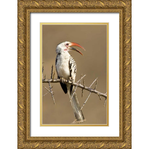 Kenya Red-billed hornbill bird on thorny tree Gold Ornate Wood Framed Art Print with Double Matting by Williams, Joanne