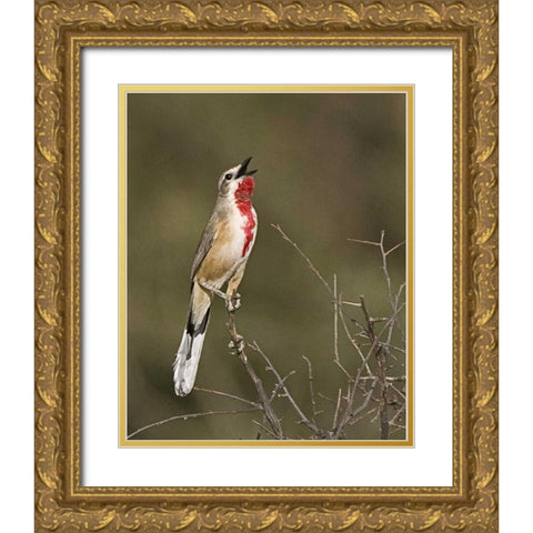 Kenya Singing rosy-patched bushshrike bird Gold Ornate Wood Framed Art Print with Double Matting by Williams, Joanne