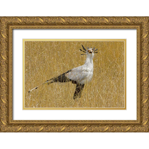 Kenya Secretary bird in tall grass Gold Ornate Wood Framed Art Print with Double Matting by Williams, Joanne