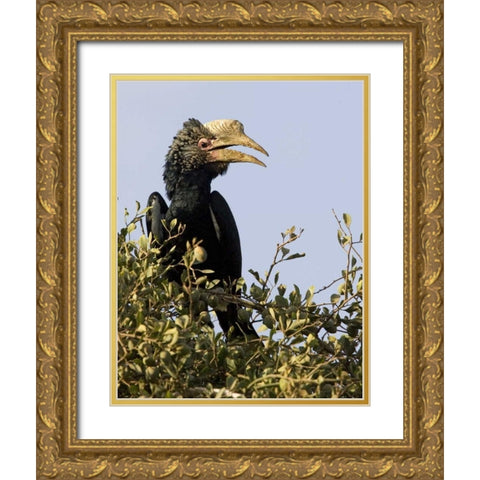 Kenya Silvery-cheeked hornbill bird in tree Gold Ornate Wood Framed Art Print with Double Matting by Williams, Joanne