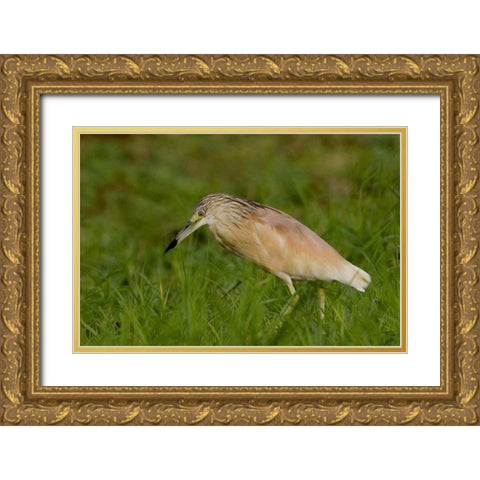 Kenya Squacco heron bird in green grass Gold Ornate Wood Framed Art Print with Double Matting by Williams, Joanne