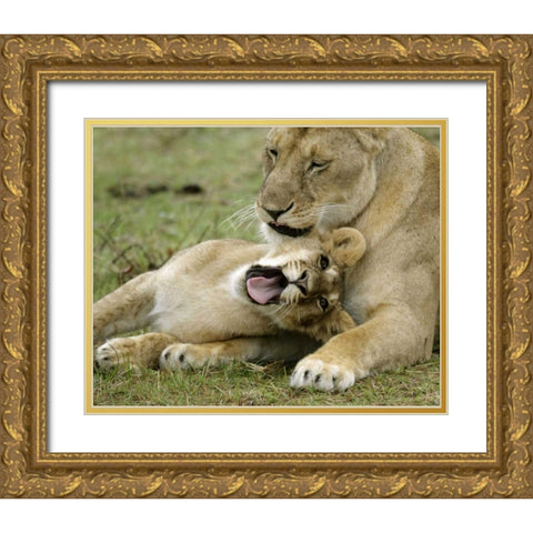 Kenya, Masai Mara, African lioness with cub Gold Ornate Wood Framed Art Print with Double Matting by Morris, Arthur