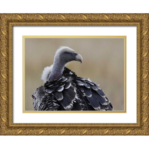 Kenya, Masai Mara Ruppells griffon vulture Gold Ornate Wood Framed Art Print with Double Matting by Morris, Arthur