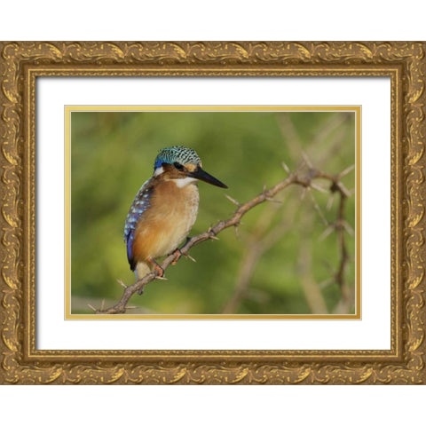 Kenya, Lake Baringo Pygmy kingfisher perched Gold Ornate Wood Framed Art Print with Double Matting by Morris, Arthur