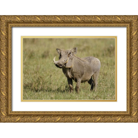 Kenya, Nakuru NP Warthog in standing pose Gold Ornate Wood Framed Art Print with Double Matting by Morris, Arthur
