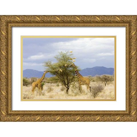 Kenya Two giraffes eat leaves off tree Gold Ornate Wood Framed Art Print with Double Matting by Williams, Joanne