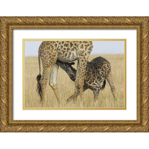 Kenya, Masai Mara Baby Masai giraffe nursing Gold Ornate Wood Framed Art Print with Double Matting by Williams, Joanne