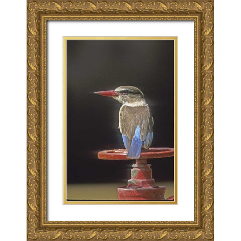 Kenya Brown-headed kingfisher on a valve wheel Gold Ornate Wood Framed Art Print with Double Matting by Williams, Joanne