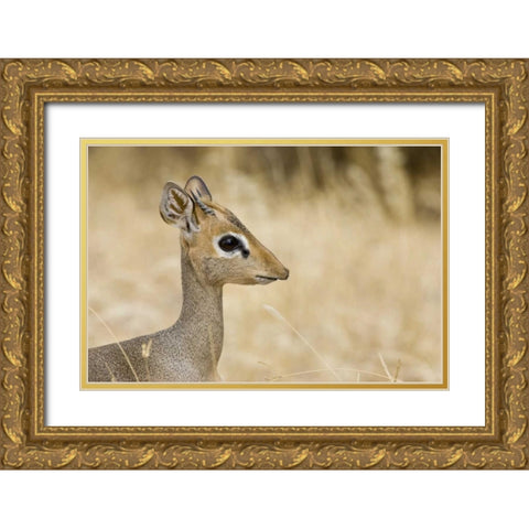 Kenya Profile of dik dik Gold Ornate Wood Framed Art Print with Double Matting by Williams, Joanne