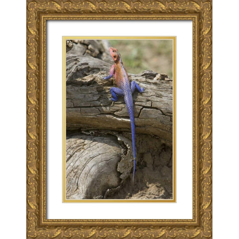 Kenya Colorful African lizard on log Gold Ornate Wood Framed Art Print with Double Matting by Williams, Joanne