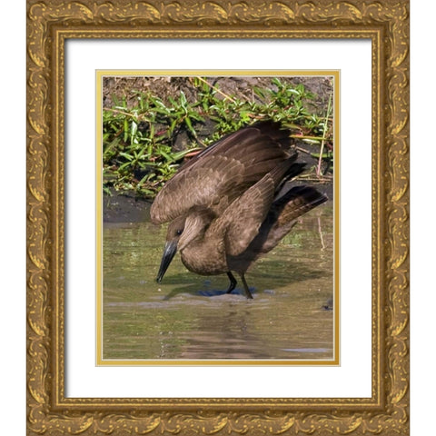 Kenya Hamerkop bird bathes in stream Gold Ornate Wood Framed Art Print with Double Matting by Williams, Joanne