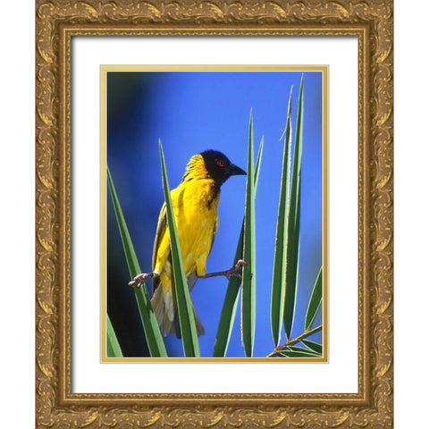 Kenya Masked weaver bird grasps leaves Gold Ornate Wood Framed Art Print with Double Matting by Williams, Joanne