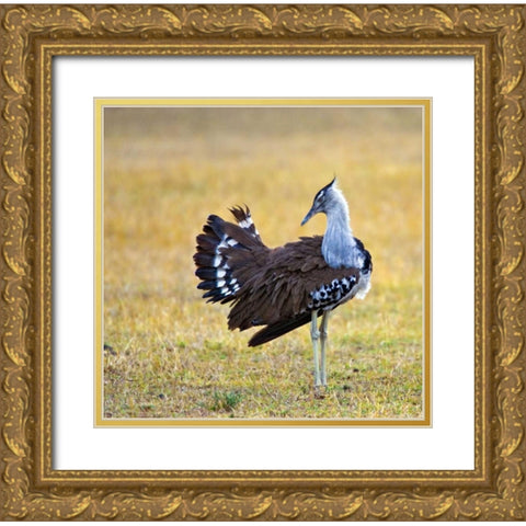 Kenya Kori bustard bird standing in a field Gold Ornate Wood Framed Art Print with Double Matting by Williams, Joanne