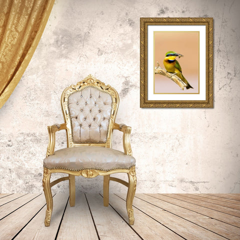Kenya Little bee-eater bird on limb with a bee Gold Ornate Wood Framed Art Print with Double Matting by Williams, Joanne