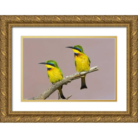 Kenya Two little bee-eater birds on limb Gold Ornate Wood Framed Art Print with Double Matting by Williams, Joanne