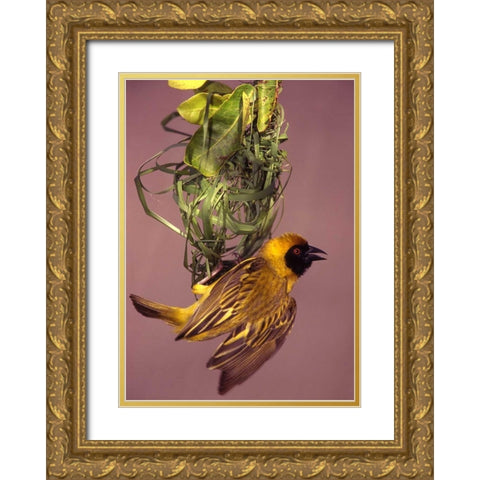 Kenya Masked weaver bird building a nest Gold Ornate Wood Framed Art Print with Double Matting by Williams, Joanne