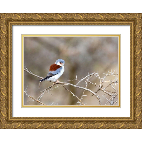 Kenya Pygmy falcon bird on limb Gold Ornate Wood Framed Art Print with Double Matting by Williams, Joanne