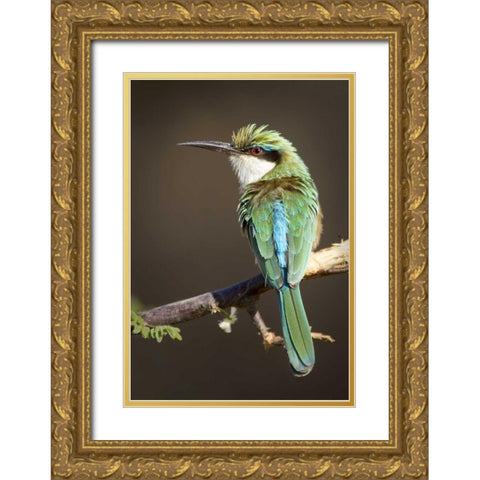 Kenya Somali bee-eater bird on limb Gold Ornate Wood Framed Art Print with Double Matting by Williams, Joanne