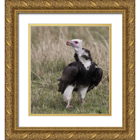 Kenya White-headed vulture standing in grass Gold Ornate Wood Framed Art Print with Double Matting by Williams, Joanne